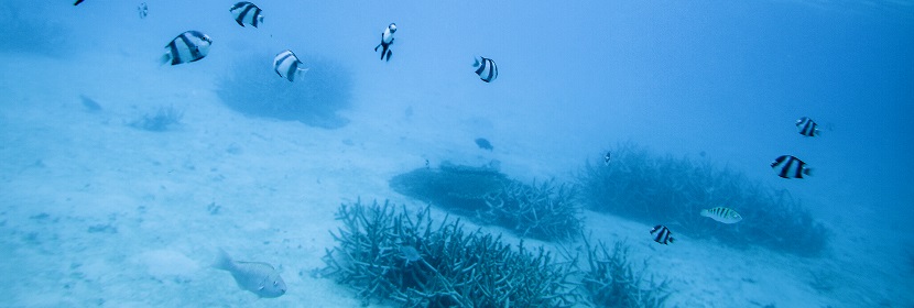 近岸海域生物监测